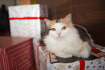 Cat on a gift box
