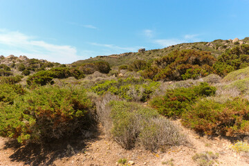 Fototapeta na wymiar Sardinian mountains with bushes and dry grass