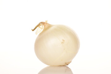 Fototapeta premium Ripe white organic onions, close-up, on a white background.