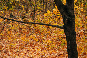 Autumn forest park after the rain is strewn with fallen yellow and orange leaves of trees