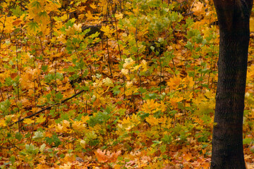 Autumn forest park after the rain is strewn with fallen yellow and orange leaves of trees