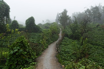 Fototapeta na wymiar Small curved rural path between farmer green fields. Vietnamese village countryside landscape with no people. Foggy mountains weather. Sa Pa, Vietnam