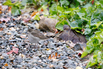 gray-cheeked thrush