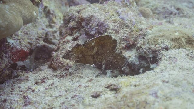 beautiful rare leaf fish on there reef in maldives