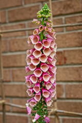 Pink Foxglove in Bloom in springtime