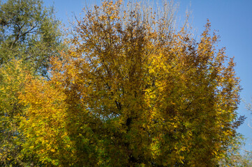 Fototapeta premium Yellow leaves on the trees in autumn