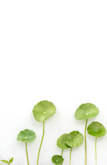 Several Pennisetum or Water Pennywort  are isolated on a white background.  This is a mobile phone wallpaper