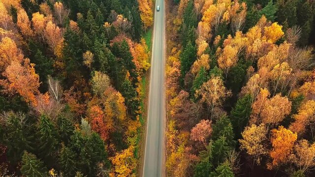 Aerial photography from above the road where a black car is moving in the colorful countryside of the autumn forest. Bird's-eye view of the road. Orange, Green, Yellow And Red Leaves Of Forest Trees F