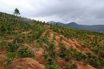 Fototapeta na wymiar Vietnamese coffee plantations in the mountains near Da Lat, Vietnam, August, 2015