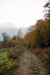 Fototapeta premium Autumn forest. Yellow leaves on trees. 