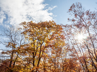 Vibrant fall foliage along the Blue Ridge Parkway in late October.