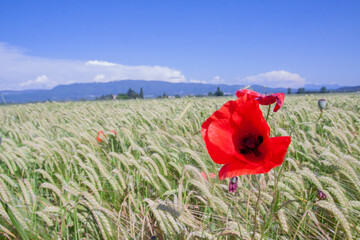 Coquelicot 