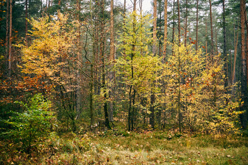 drzewa ,las,jesień
