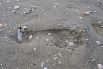 Fussabdruck im nassen Sand