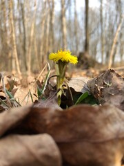 spring in the forest