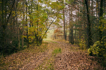 leśna mglista jesienna  ścieżka,ścieżka,droga,mgła