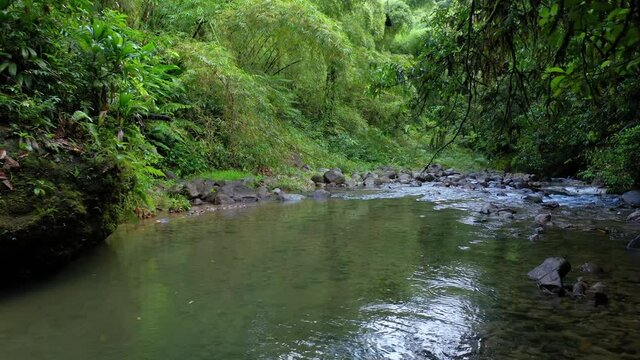 aerial view over a river in the tropical forest Martinique rainy day dense green vegetation 