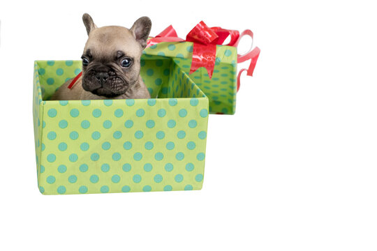 Puppy in present box