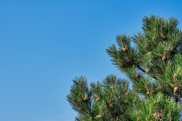 Green branches of a mountain pine with cones