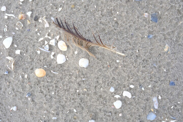 Muscheln, Sand und Federn liegen auf dem Strand
