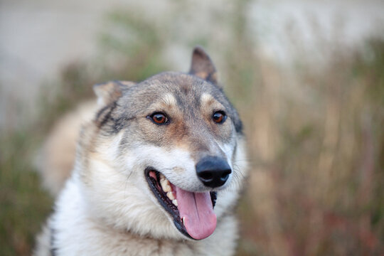 Closeup photo of Dog looks into the camera with surrounding bokeh background
