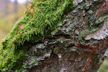 Mech i porosty na drzewie - leśne tło lub tekstura © MatB