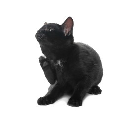 Cute young black kitty isolated on white background