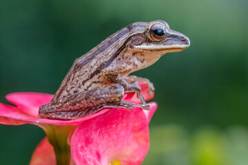 common tree frog, four-lined tree frog, golden tree frog or striped tree frog, Polypedates leucomystax