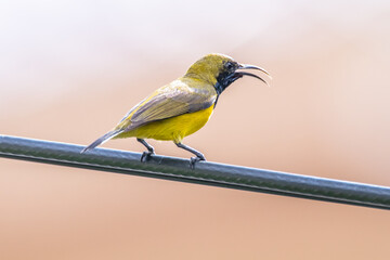 The olive-backed sunbird (Cinnyris jugularis), also known as the yellow-bellied sunbird