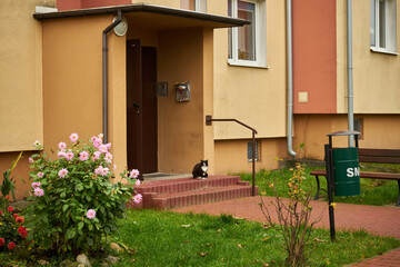 kot siedzący na schodach klatki blokowej ,kot - obrazy, fototapety, plakaty
