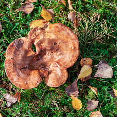 Sunlit mushroom (honey agaric) in the garden between autumn leaves.