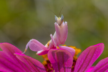 Hymenopus coronatus olr orchid mantis  is a mantis from the tropical forests of Southeast Asia