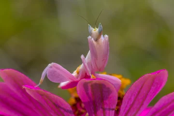Rolgordijnen Hymenopus coronatus olr orchid mantis  is a mantis from the tropical forests of Southeast Asia © lessysebastian