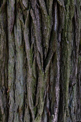 Tree bark texture. Oak wood background. Old Trunk pattern. Rough wooden skin closeup. Dry log material cracked surface. Abstract rustic hardwood timber. Natural forest material