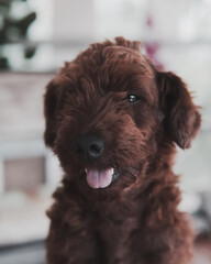 portrait of a poodle