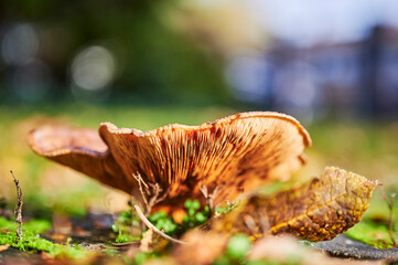 Sunlit mushroom (honey agaric) in the garden between autumn leaves.