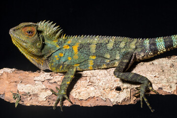 Gonocephalus chamaeleontinus, the chameleon forest dragon or chameleon anglehead lizard