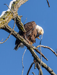Bald eagle with an itch