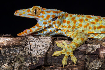 the tokay gecko or Gekko gecko