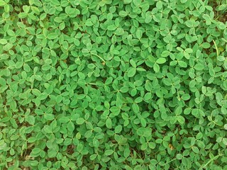 Clover or trefoil are common names for plants of the genus Trifolium