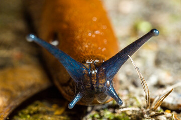Brown slug with blue mustache
