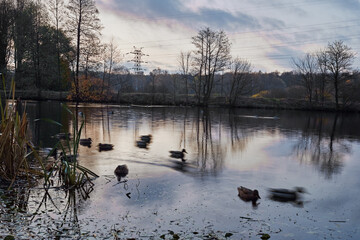 Naklejka premium Landscape with a lake, ducks, forest and power transmission line in an early autumn morning. Long exposure.