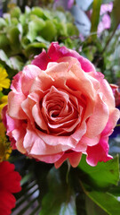 Close up of peach pink colored rose
