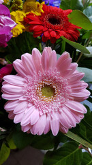Close up of  light pink gerbera daisy flower