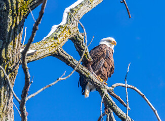 Bald eagle on a dead branch