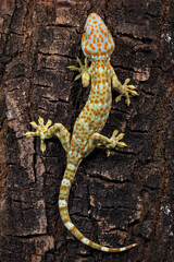 the tokay gecko or Gekko gecko