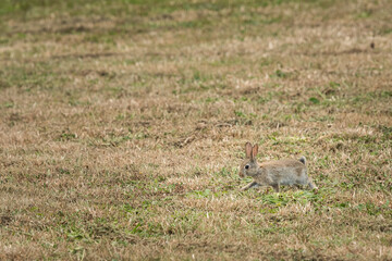 A wild rabbit running in the meadow