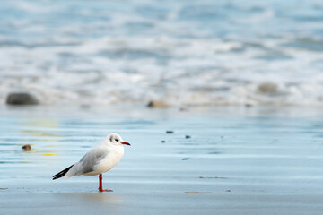 A black-headed gull standing on the beach