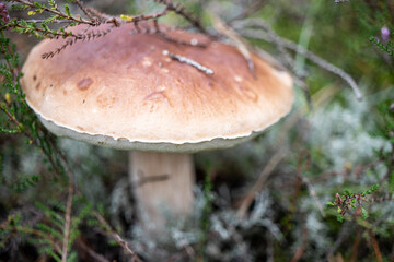 Calluna vulgaris. White mushroom in the forest. Natural nature. Elite mushroom. Soft autumn colors with blur. Selective focus, shallow depth.