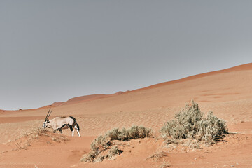 Fototapeta na wymiar Orix walking in the namib desert